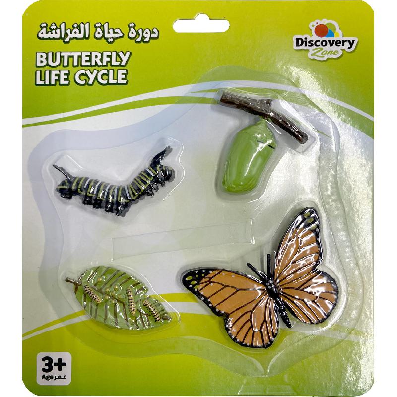 Life Cycle of Butterfly Replica
