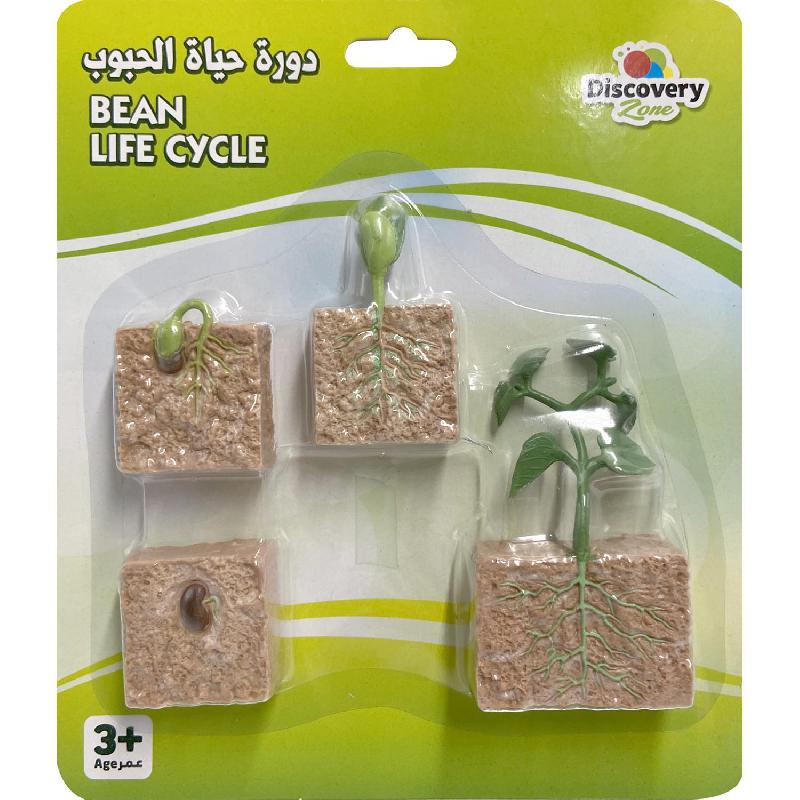 Life Cycle of Green Bean Replica, 4 Years and Above
