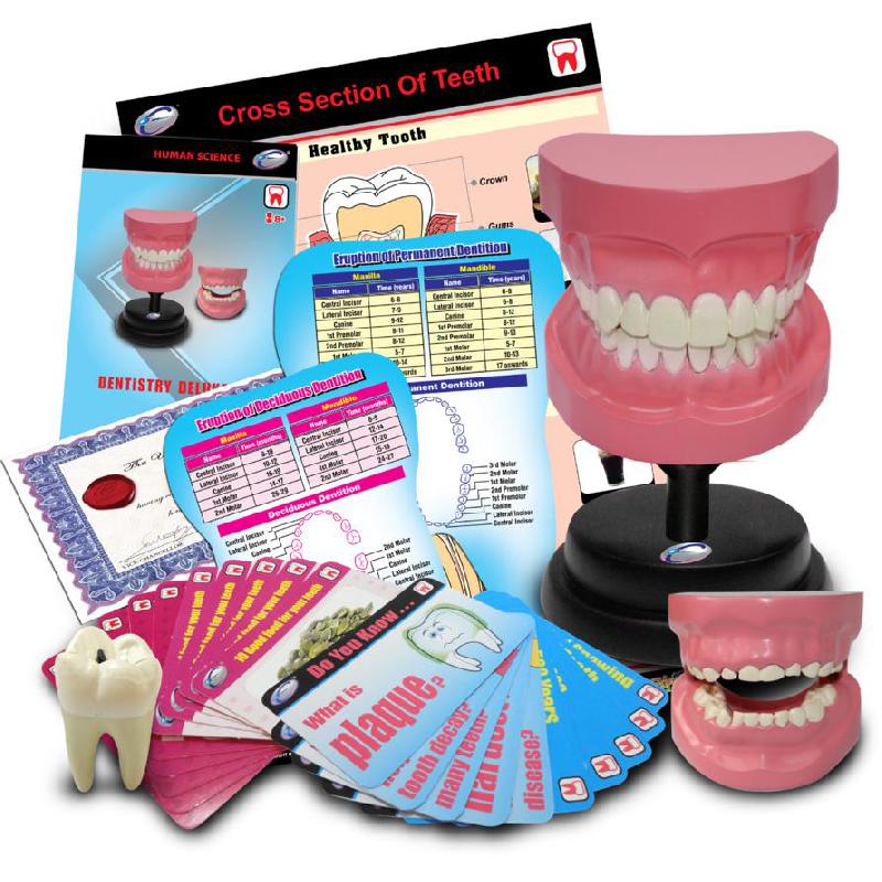 Eastcolight STEM University Dentistry Deluxe Science Learning Activity Set, English, 8 Years and Above