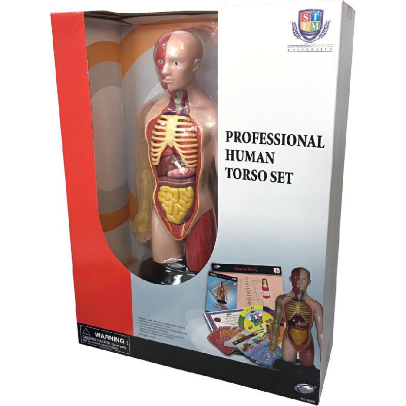 Eastcolight STEM University Professional Human Torso Set Science Learning Activity Set, English, 8 Years and Above