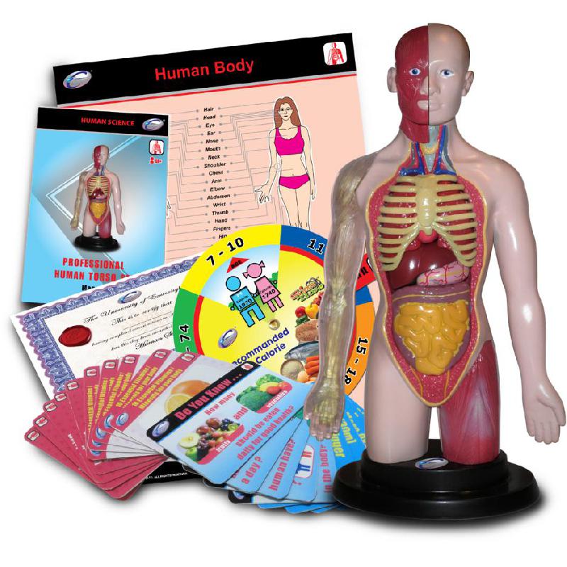 Eastcolight STEM University Professional Human Torso Set Science Learning Activity Set, English, 8 Years and Above