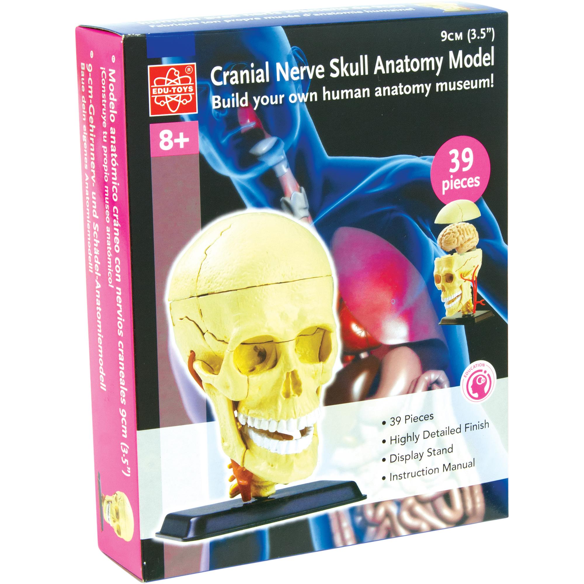 Edu Toys Cranial Nerve Skull Anatomy Model Science Learning Activity
