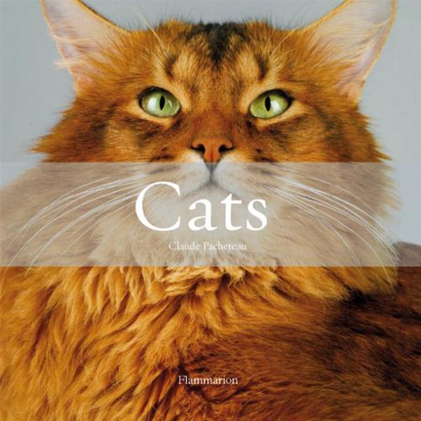 Cats price in Saudi Arabia Jarir Saudi Arabia kanbkam
